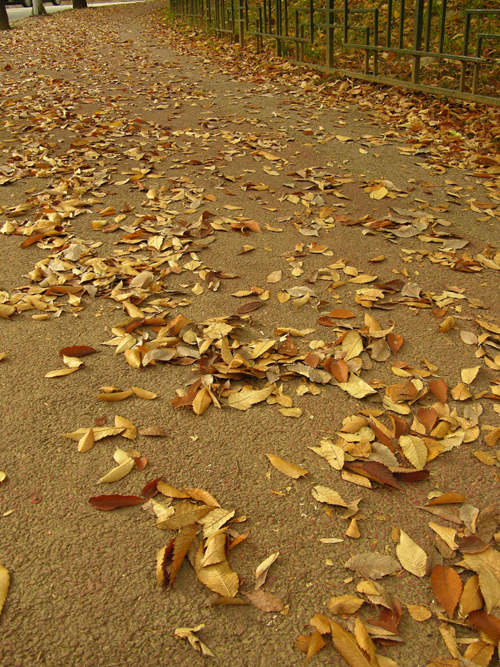                       ▲ 낙엽은 떨어져도 아프지       않은가 봅니다.      
